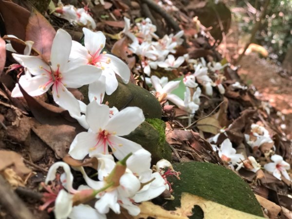 1080427火炎山576453