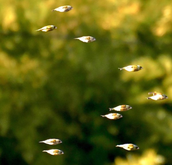 【動物】真的不是魚！他拍下「會飛的魚群」 真相曝光網友喊難以置信