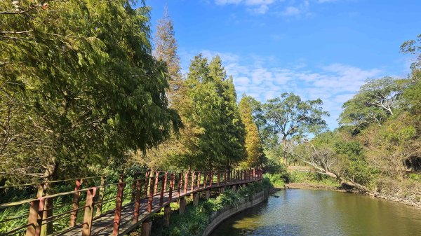 20251222龍峎頂步道-三灣火炎山-老銃櫃步道-三灣落羽松-肚兜角步道2969140