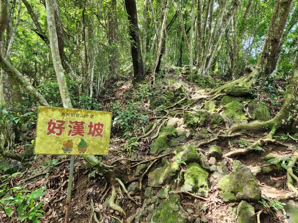 關西赤柯山、東獅頭山步道2395151