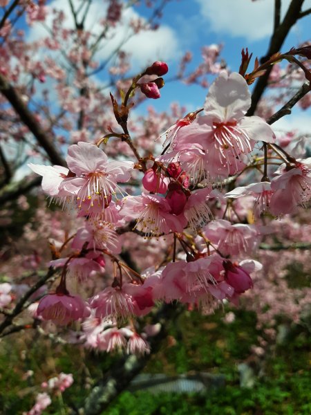 櫻花樹下的浪漫〡千櫻園874678