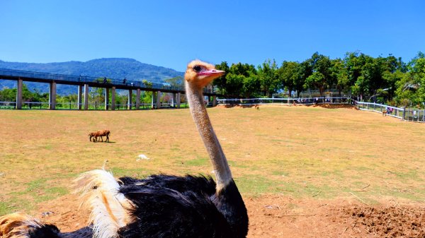 台東原生應用植物園3015260