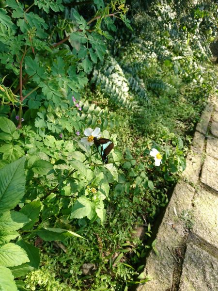 金山老街、獅頭山公園 2017.04.0140056