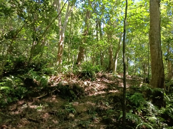 雙溪區中坑東山去回+林厝前荷花2877648