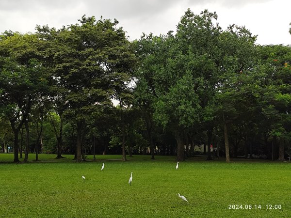 大安森林公園、瑞陽公園、大港墘公園、宏匯瑞光廣場【走路趣尋寶】【臺北健走趣】2574701