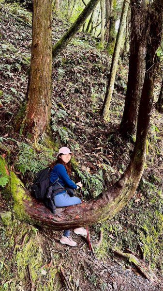 🌈3/28（六）觀霧檜山巨山步道×瀑布步道✨FB：熊熊趴爬走🌈3025243