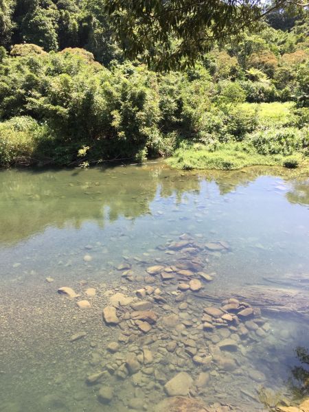 （魚逮）魚堀溪觀魚步道407851