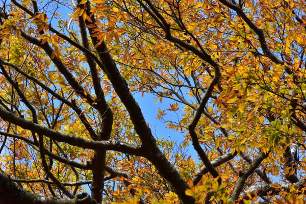 北得拉曼山毛櫸--尋找秋天的顏色723538
