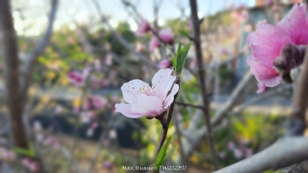 《彰化》桃李櫻美｜花壇虎山巖步道x大嶺巷富士櫻202503012723675