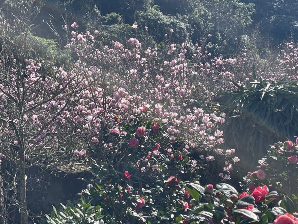 楓樹湖古道3012065