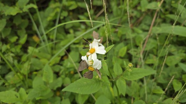 陽明山優質經典步道，興福寮古道，雲霧繚繞的向天池2815635