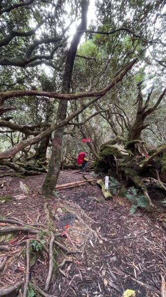 塔魔巴2天1夜來回/復興尖-四稜溫泉2357258