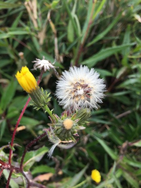 合歡山北, 西峰-2017/9/9~10826286