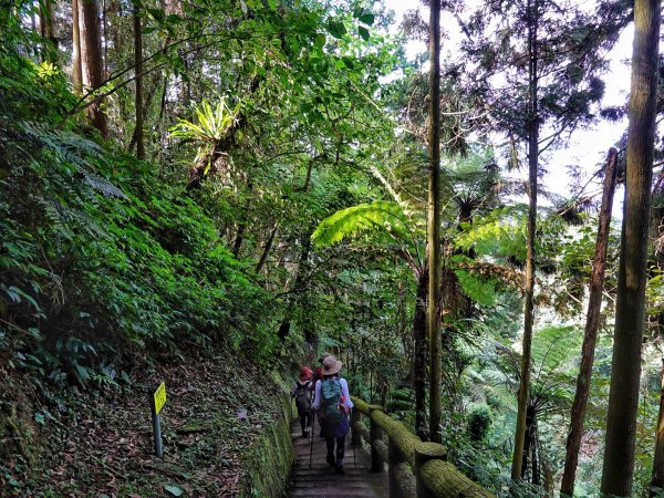 鳳凰山 （溪頭四姝 ）溪頭園區O繞1880828