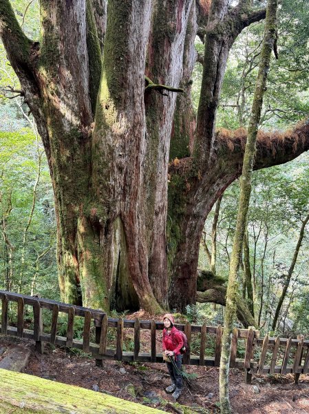 鎮西堡巨木步道B區全段+A區部分3008521