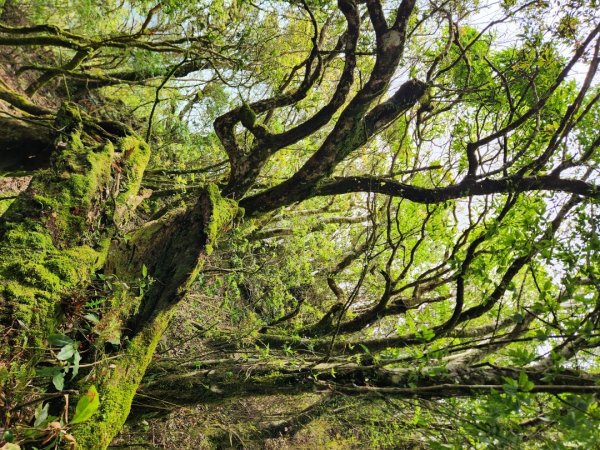 【中級山縱走】魯壁山，東穗山，大島田山，宇老觀景台2771637