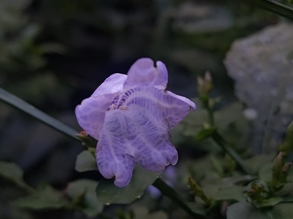 回歸自然的杜仔湖步道上雙子山2677777