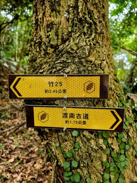 渡南古道+飛鳳古道 - 2024森遊竹縣皮皮獅Hike客任務2555031