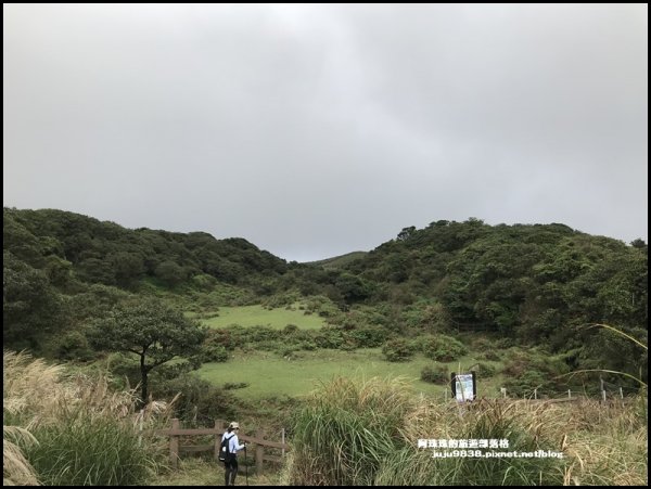 陽明山冷擎步道｜擎天崗賞芒花看牛隻漫步1183590