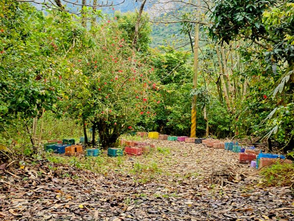 西阿里關山-小百岳#66-高雄市甲仙區2750009