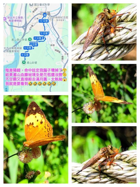 血籐大亂鬥3015547