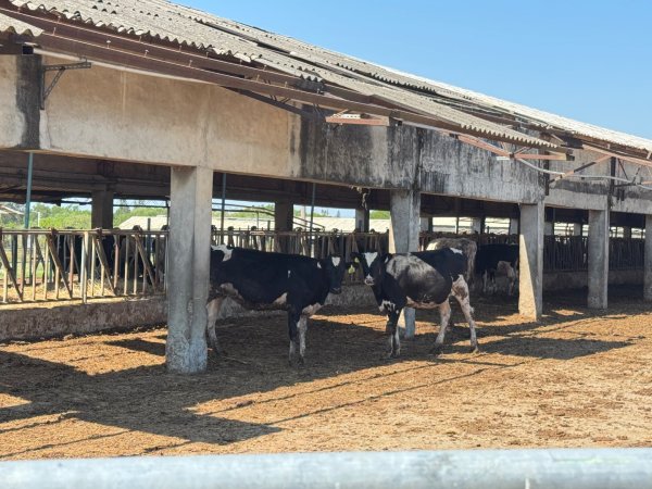 鐵砧山(小百岳#38)與桂花泉登山步道2934503