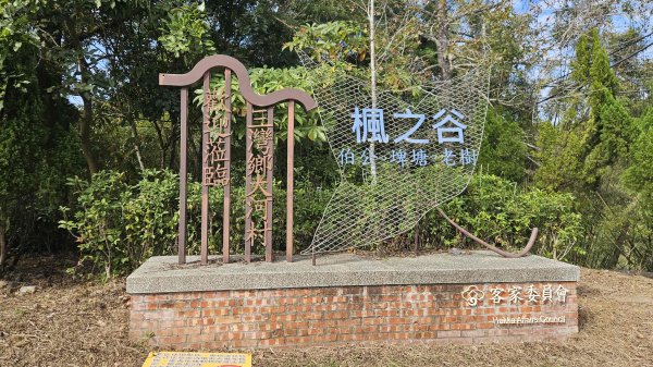 20251222龍峎頂步道-三灣火炎山-老銃櫃步道-三灣落羽松-肚兜角步道2969147