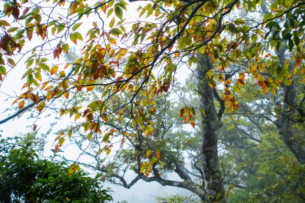 霧色下的太平山台灣山毛櫸步道1144786