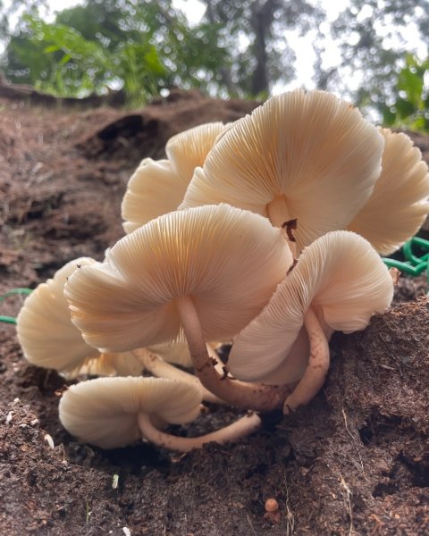 銀河洞越嶺貓空-新高麗坑山-銀獅縱走-猴山岳群峰+三條魚縱走2926483