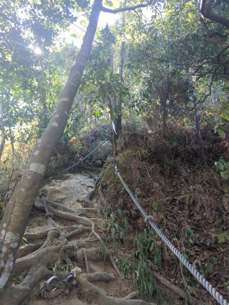 2025.10.18－微笑山線：【天上山系】望月亭桐花段2919567