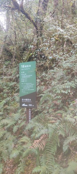 拉拉山國家森林遊樂區2752242