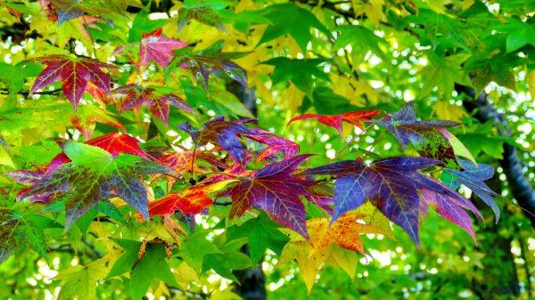 茨城縣出雲大社2929336