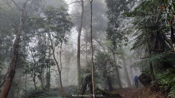 《南投》迷霧河津櫻｜鳳凰自然教育園區步道及木荷林202403032445433
