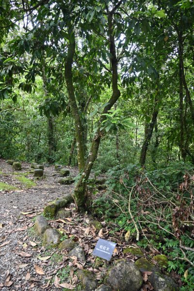 2025_0712 福山植物園2836239