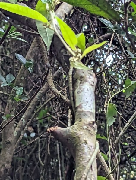 2023-10-22 臺北大縱走第四段2792963