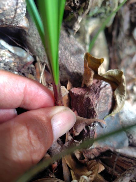 東埔走八通關古道訪龍貓公車繞對關山O型2962780