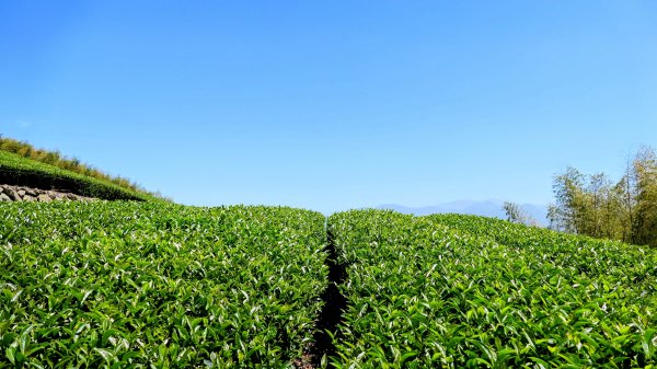 二延平步道。貿易戰2764964