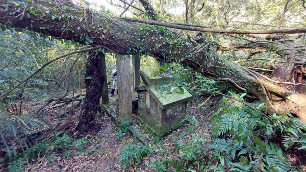 蛇來運轉之蛇年爬蛇山  蛇子形古道-三爪子坑山-蛇子崙山O型2783961