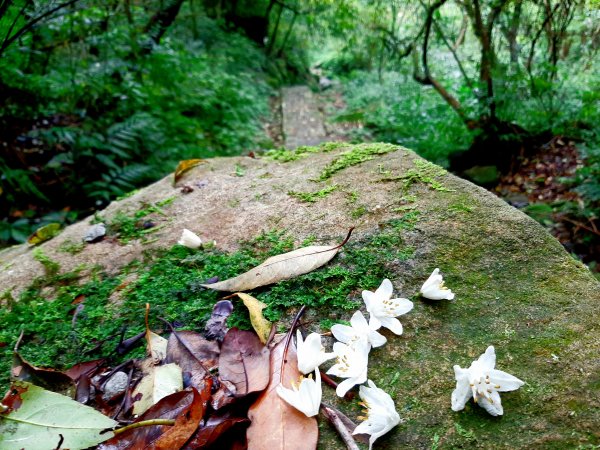 走遍陽明山：擎天崗系｜迷霧中的草原祕境、古道幽境2123768