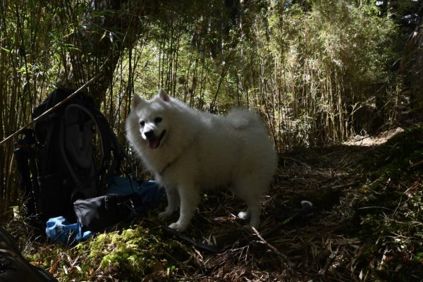 瀧奧山帶銀狐犬走走 2024.1.82400445