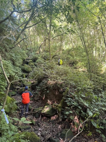 2025-08-30 豎旗山西北稜上-豎旗山-烏山古道西段下2874123