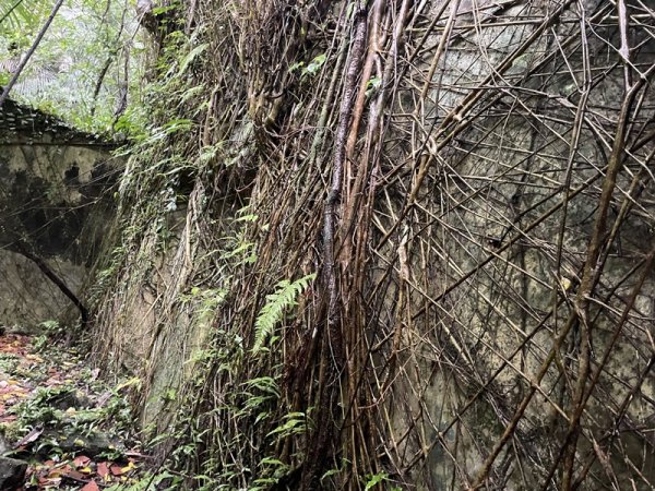 武山坑炭窯2990733