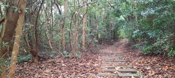 《苗栗》霧雨寒流｜三義三角山步道202512252969196