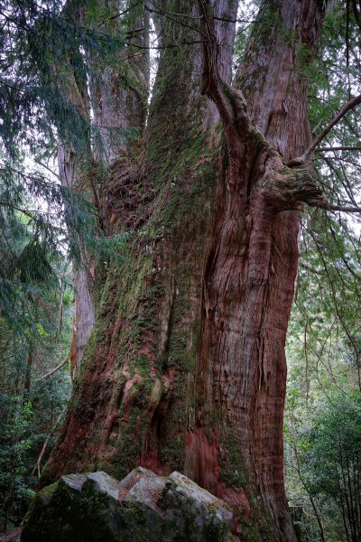 【輕忽】【大安溪神木】2695039