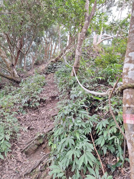 樟之細路RSA45(協雲宮至沖庫山來回)+和興山202501312702856