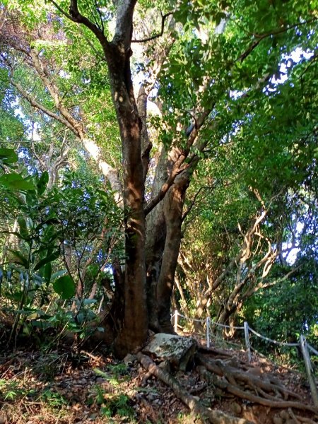 【臺北大縱走1】【益節逆齡行動】忠義山1171585