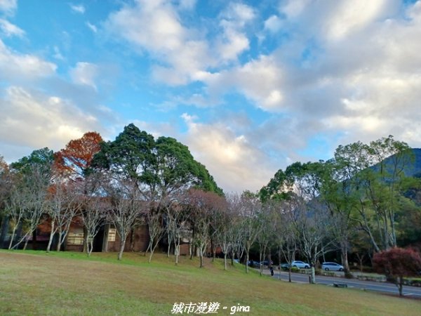 【南投仁愛】光影下的森林療育。 奧萬大國家森林遊樂區步道群2973073