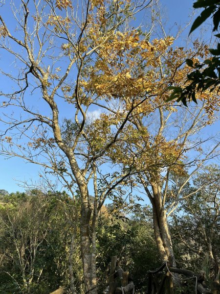 大坑二號步道2711560