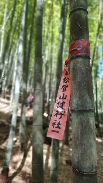 《南投》溪頭三秀｜溪頭山竹崙山志騰山O繞樟仔林林道202509212893449