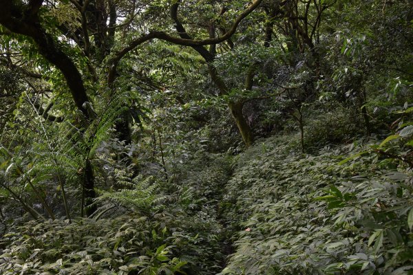 汐止大尖山1435821